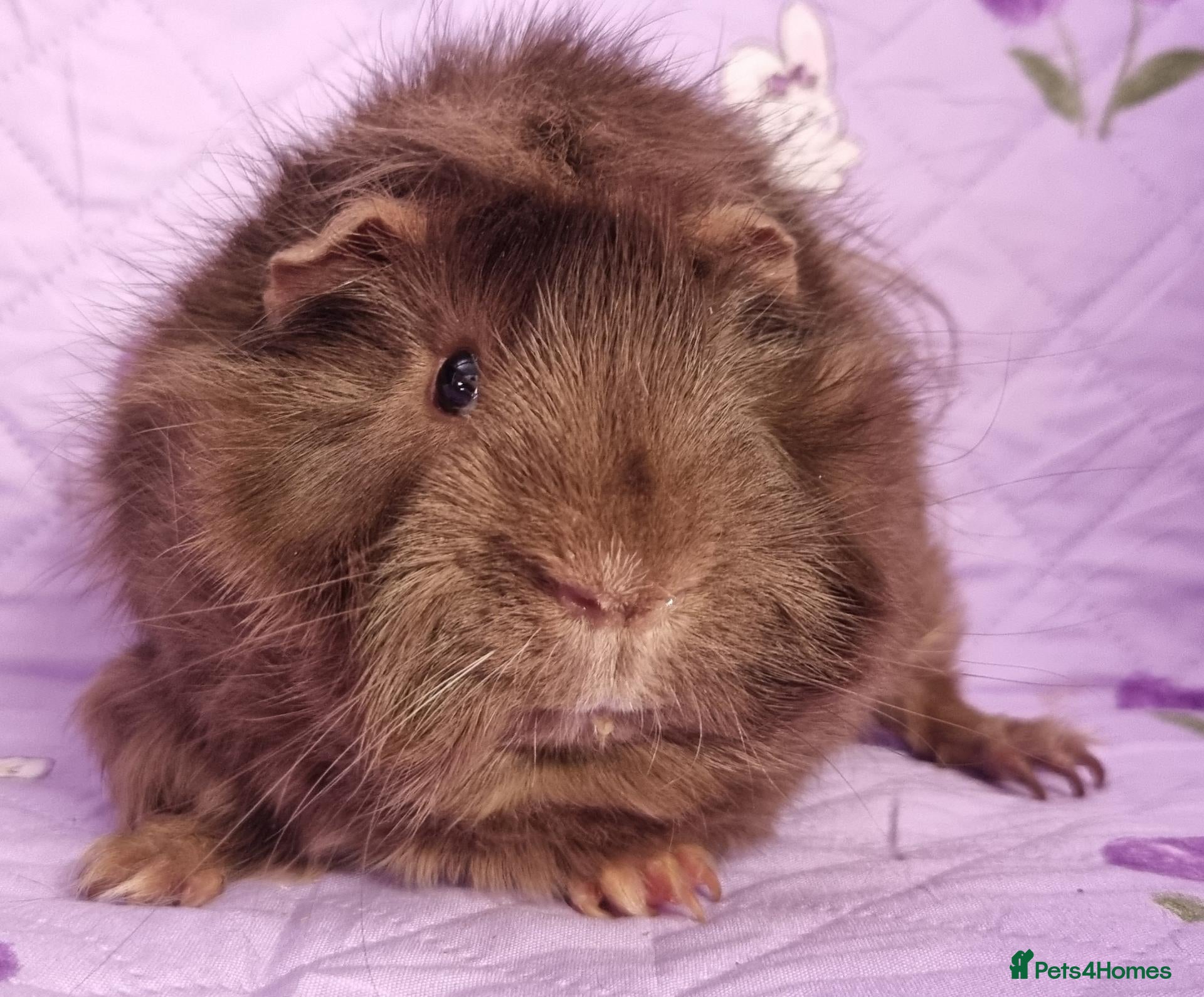 Guinea Pig rodents for sale: Beautiful Baby Guinea Pigs for sale  - Advert 9