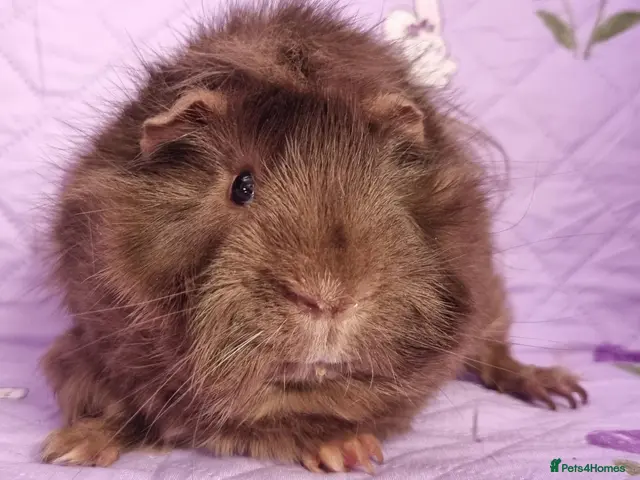Guinea Pig rodents for sale: Beautiful Baby Guinea Pigs for sale - Advert 1
