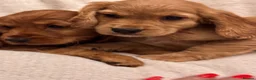 Cocker Spaniel dogs for sale: Red Show Type Cocker Spaniel puppies  - Advert 13