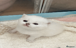 British Longhair cats for sale: 5 Beautiful blue eyed British Shorthair in London - Image 30