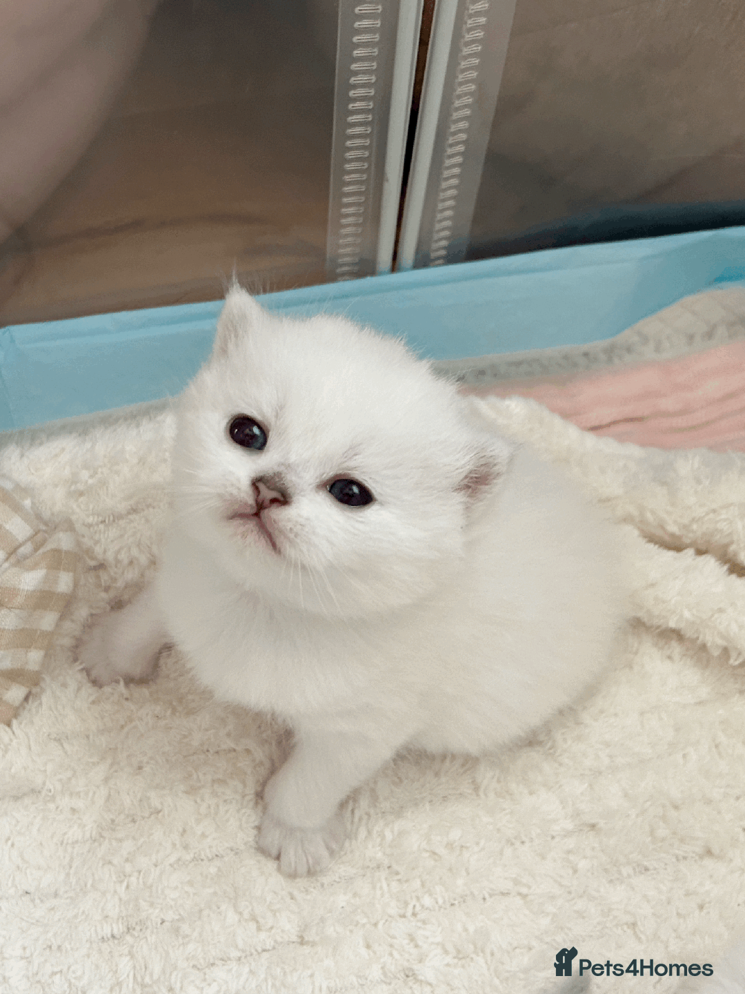 British Longhair cats for sale: 5 Beautiful blue eyed British Shorthair in London - Image 30