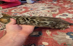 Bengal cats for sale: 7 Beautiful kittens are looking for a forever home - Image 8