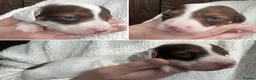 Miniature Dachshund dogs for sale: Beautiful Longhaired Miniature Dachshunds - Advert 14