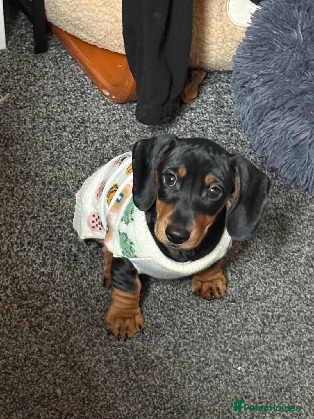 Miniature Dachshund dogs for sale: Miniature Dachshund Boy For Sale 7 Months  - Advert 7