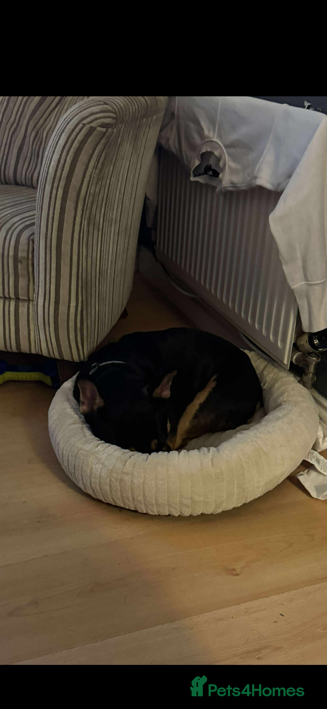 French Bulldog dogs for sale: French bulldog (bear) - Image 8