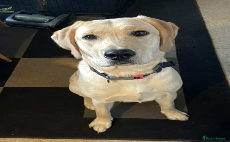 Labrador Retriever dogs - Advert 11
