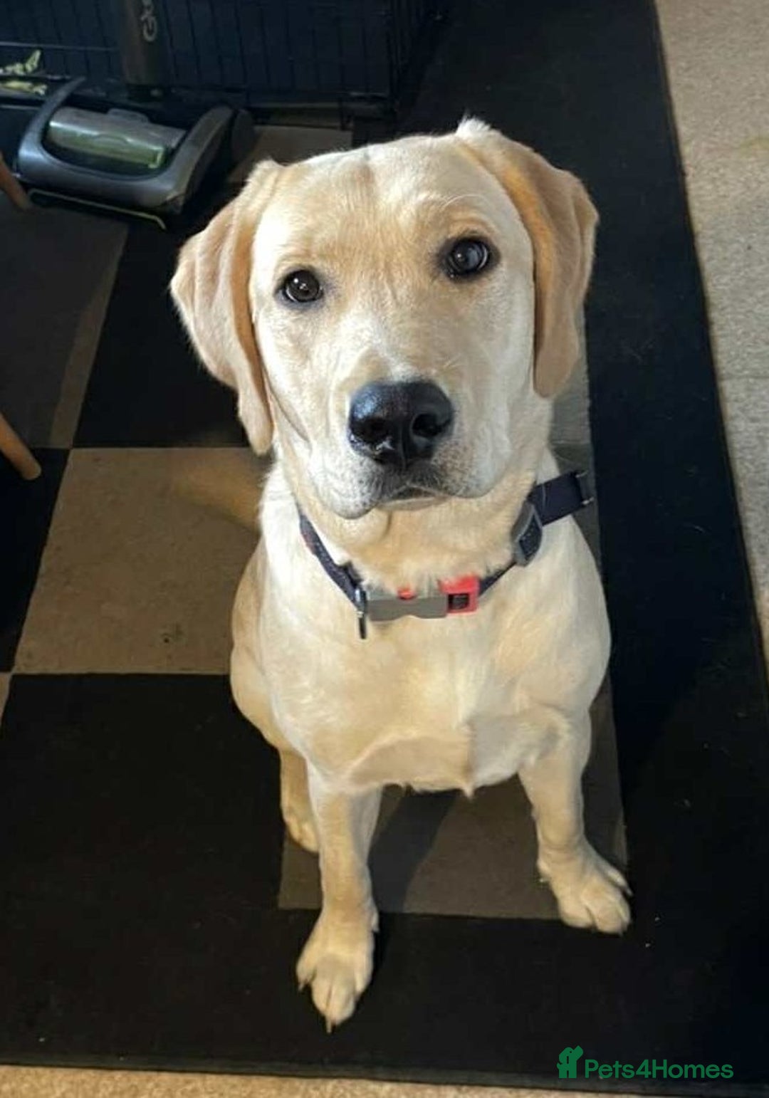 Labrador Retriever dogs for sale: Reggie, 2 year old male Labrador - Image 1