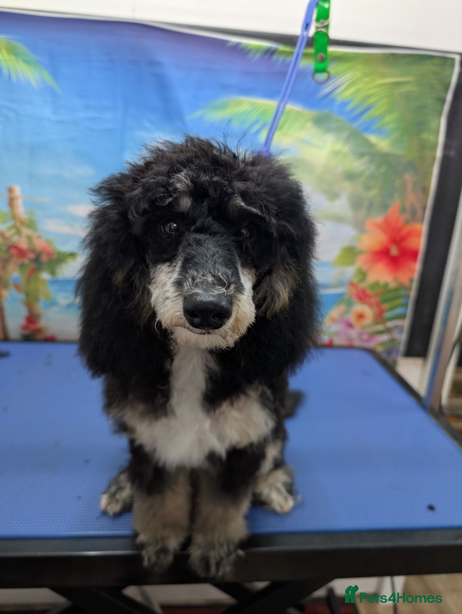Cockapoo dogs Beautiful girl F3b  - Advert 17