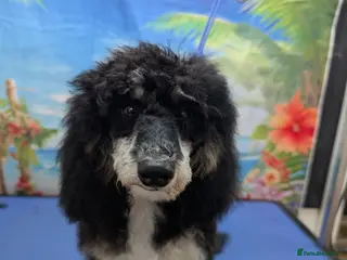 Cockapoo dogs Beautiful girl F3b - Advert 17