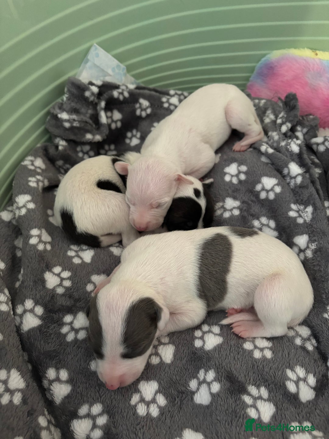 Whippet dogs for sale: KC Whippet Pups for sale  - Advert 5