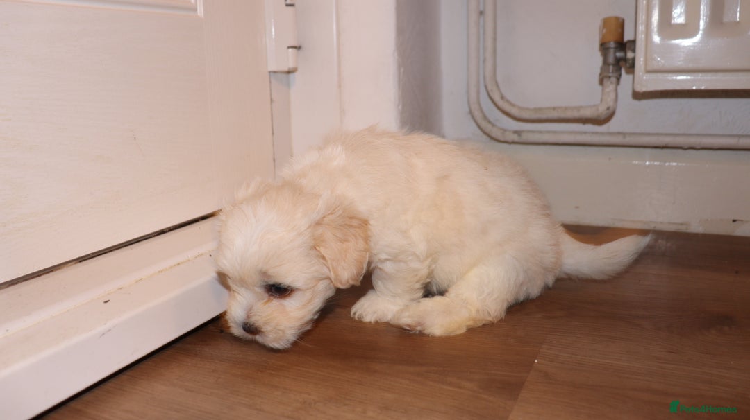 Havanese dogs for sale: Havanese - Advert 7