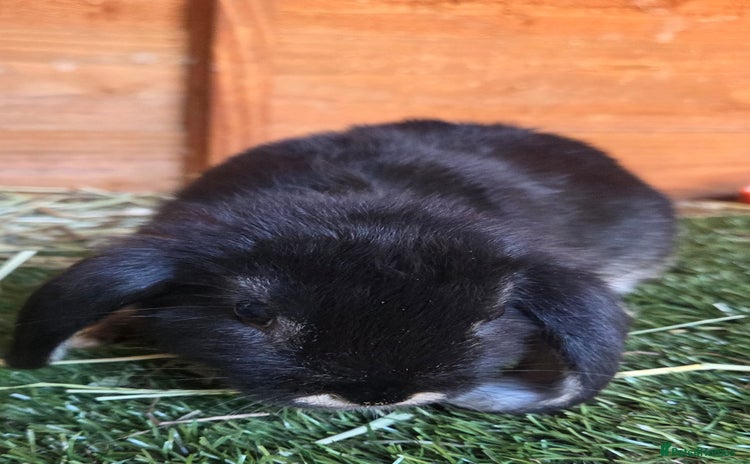 Mini Lop rabbits - Advert 6