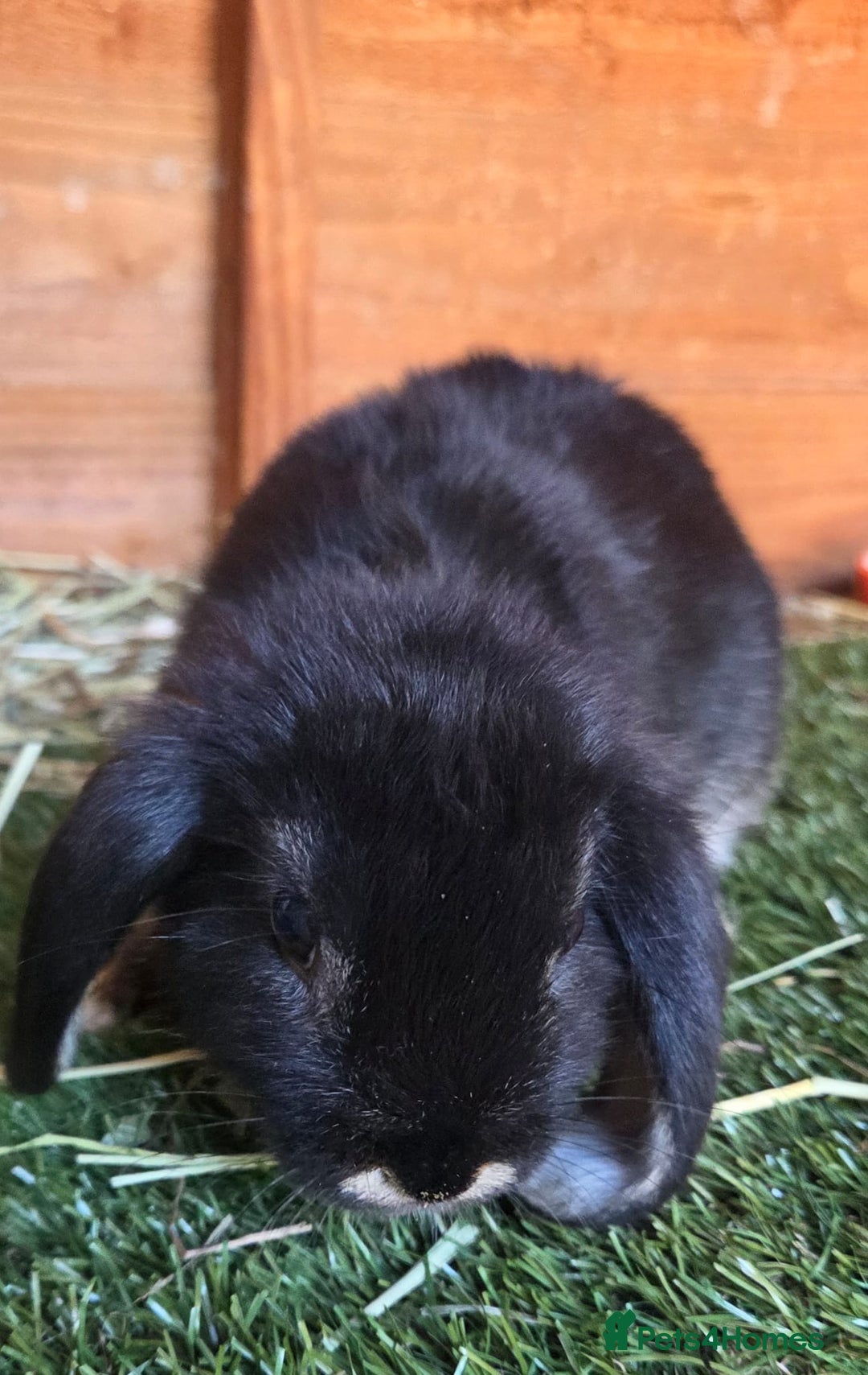 Mini Lop rabbits for sale: Doe min lop  - Image 1