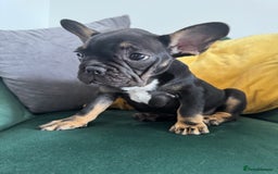 French Bulldog dogs for sale:  REDUCED, 1 GIRL LEFT French bulldog puppies  - Image 5