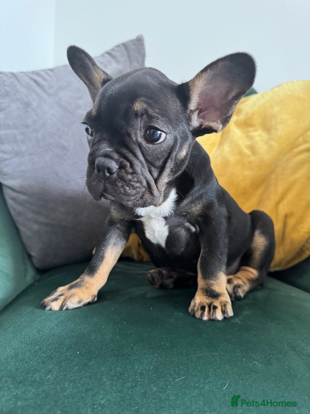 French Bulldog dogs for sale:  REDUCED, 1 GIRL LEFT French bulldog puppies  - Image 5