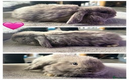 Mini Lop rabbits for sale: 💙🩷Beautiful Mini Lops🩷💙 - Image 4