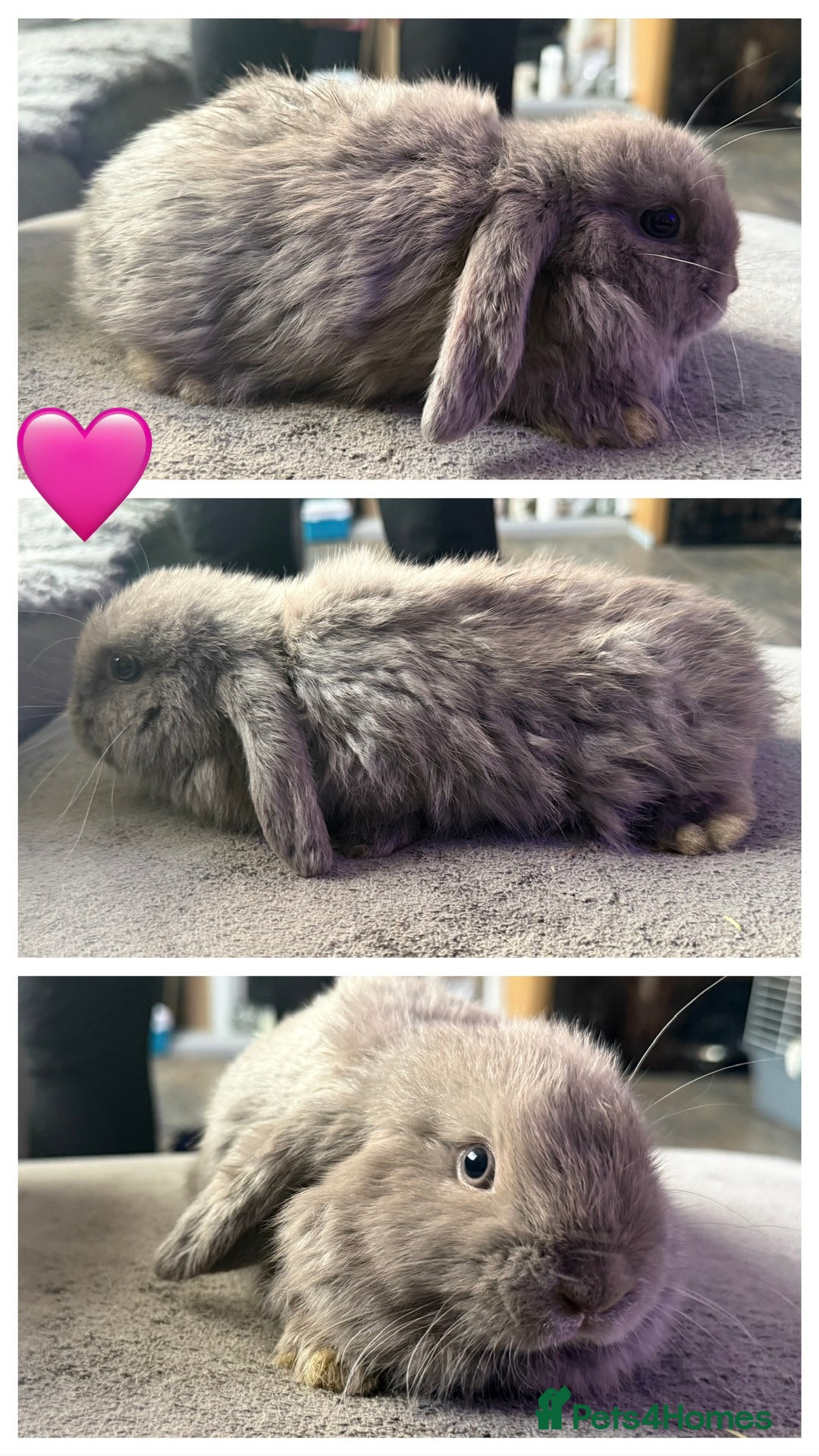 Mini Lop rabbits for sale: 💙🩷Beautiful Mini Lops🩷💙 - Image 4