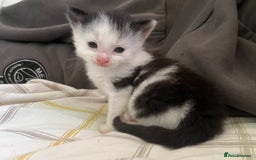 Domestic Shorthair cats for sale: Beautiful Kittens  in Godalming - Image 19