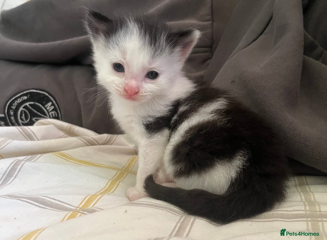 Domestic Shorthair cats for sale: Beautiful Kittens  in Godalming - Image 19