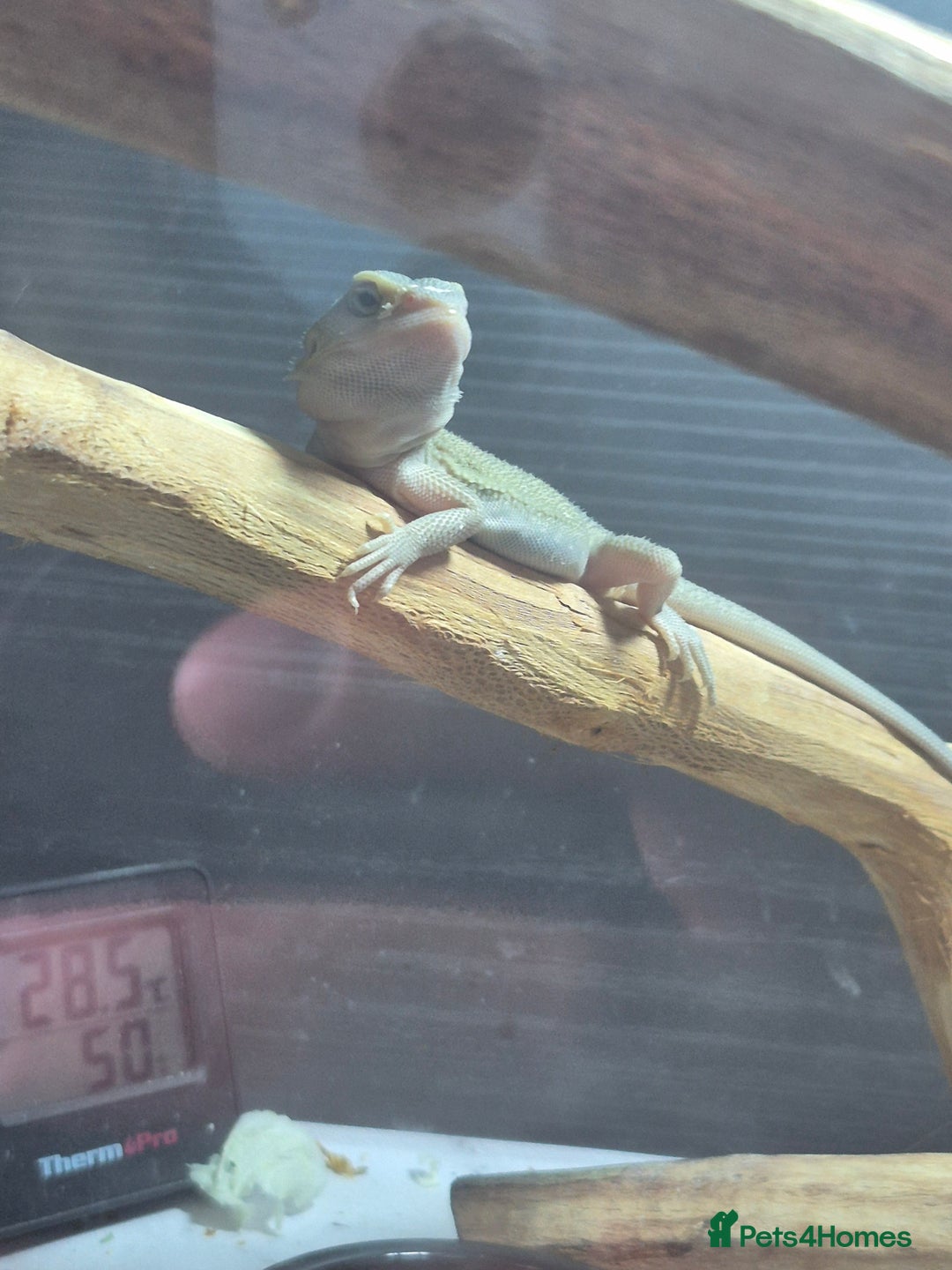 Bearded Dragon reptiles for sale: Bearded dragons  - Image 5