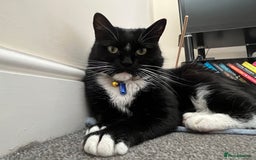 Ragdoll cats for sale: Beautiful ragdoll tuxedo cat - Image 3