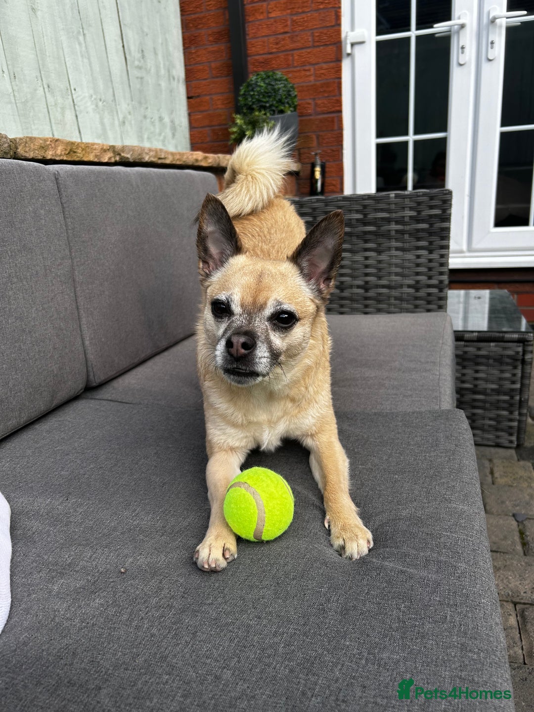 Mixed Breed dogs for sale: Pudge - 10 year old Chug for rehoming - Image 3