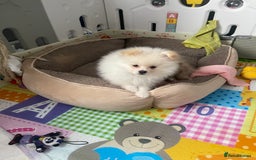 Pomeranian dogs for sale: Beautiful Pomerian Boy  - Image 5