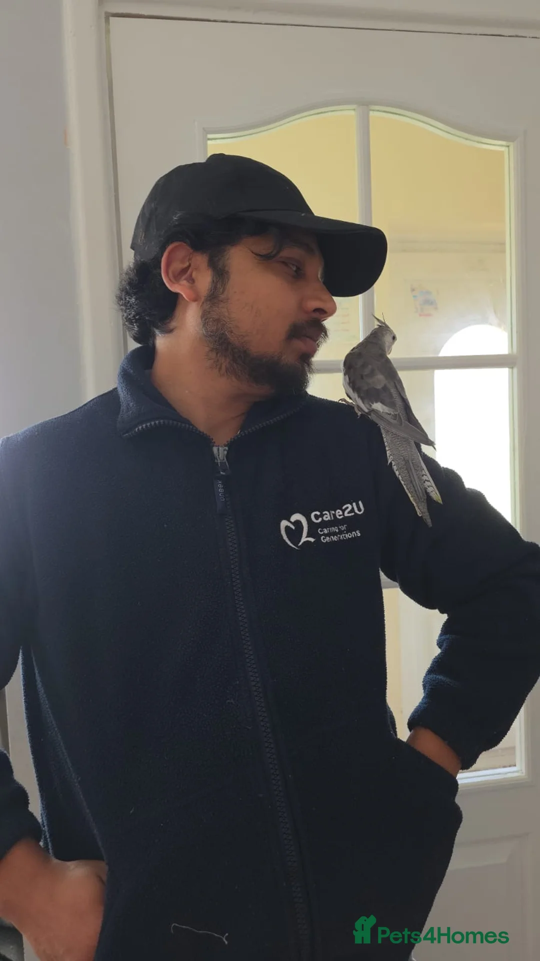 Cockatiels birds for sale: Teddy for a good home - Advert 4