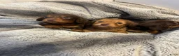 Miniature Dachshund dogs for sale: Long haired miniature dachshund  - Advert 2