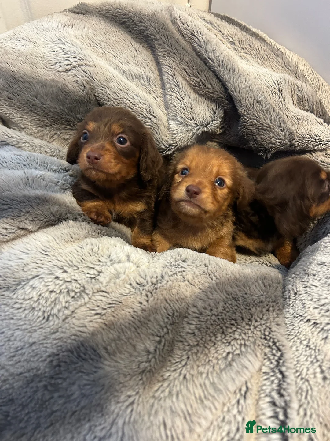 Miniature Dachshund dogs for sale: Long haired miniature dachshund  - Advert 2