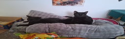 Domestic Shorthair cats for sale: 4 BLACK CATS FOR REHOME. - Advert 1
