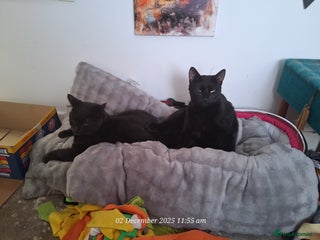 Domestic Shorthair cats 4 BLACK CATS FOR REHOME. - Advert 2