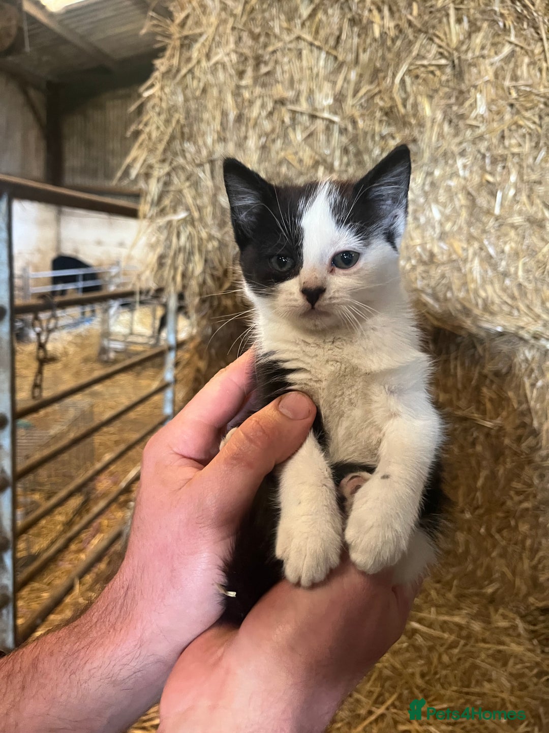 Mixed Breed cats for sale: Beautiful Farm kittens  - Image 5