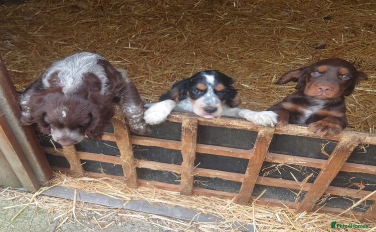 Cocker Spaniel dogs - Advert 4