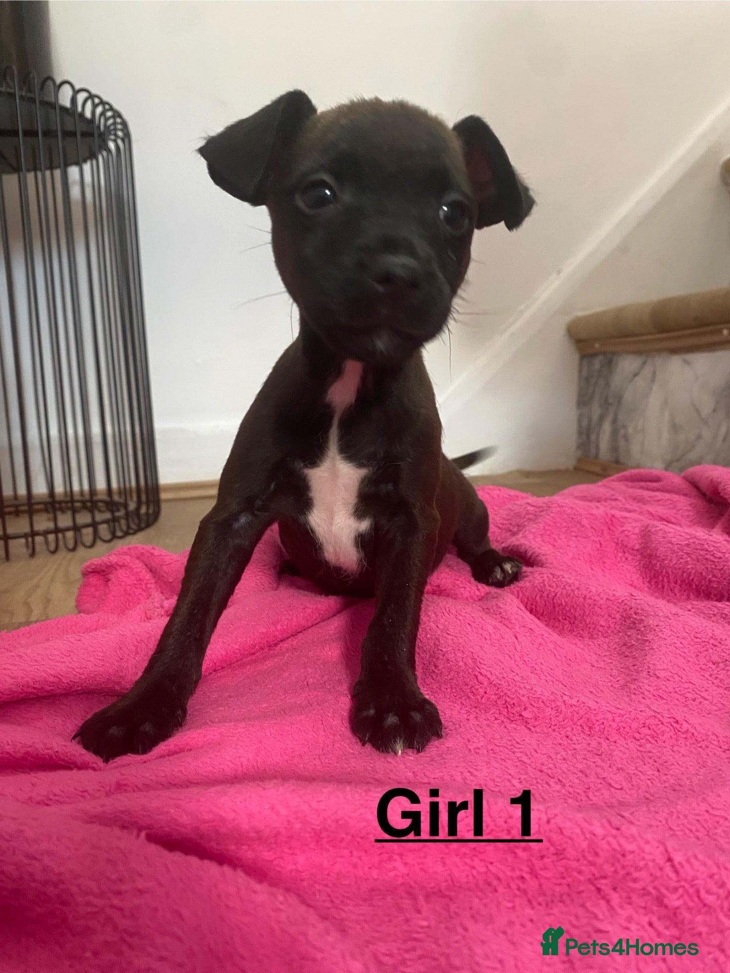 Mixed Breed dogs for sale: Patterdale x Lakeland  - Advert 8