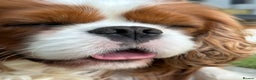 Cavalier King Charles Spaniel dogs for stud: KC Reg for STUD Health Tested Excellent Pedigrees  in Nottingham - Advert 16