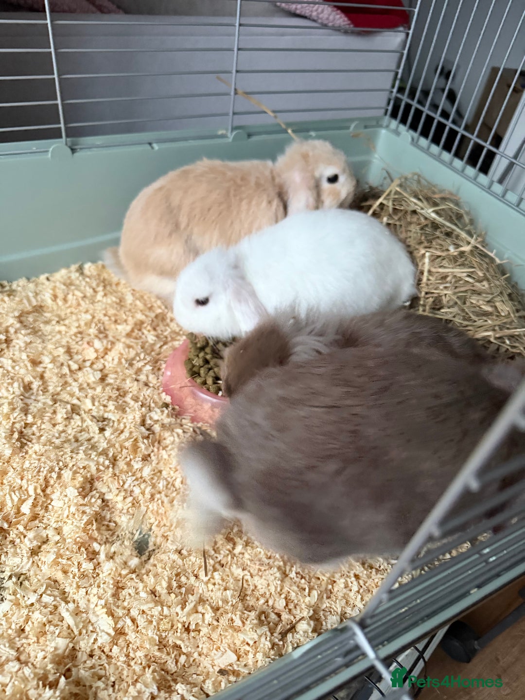 French Lop rabbits for sale: Beautiful French lops available - Advert 11