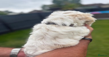 Maltipoo dogs - Advert 1