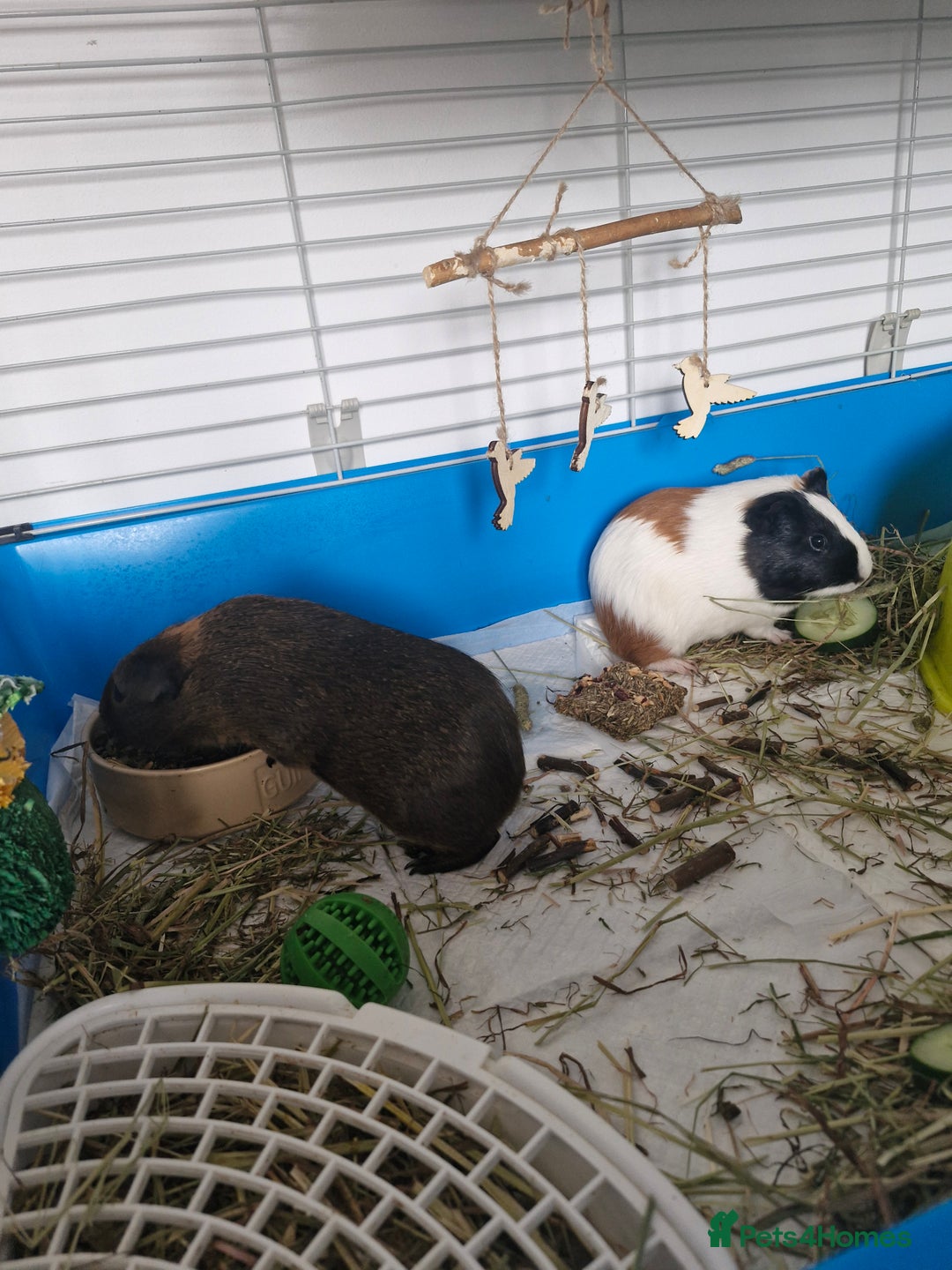 Guinea Pig rodents for sale:  2 Playful Male Guinea Pigs (4 Months)  - Image 13