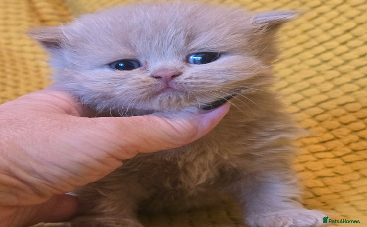 British Shorthair cats 1 BOY LEFT TICA reg BSH and BLH kittens - Advert 9