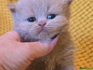 British Shorthair cats 1 BOY LEFT TICA reg BSH and BLH kittens - Advert 7