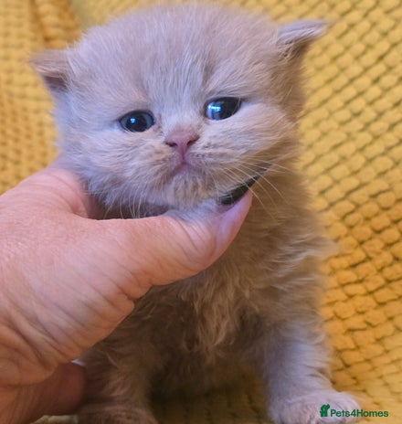 British Shorthair cats 1 BOY LEFT TICA reg BSH and BLH kittens - Advert 9