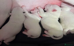 English Bull Terrier dogs for sale: Adorable English Bull Terrier Puppies - Image 20