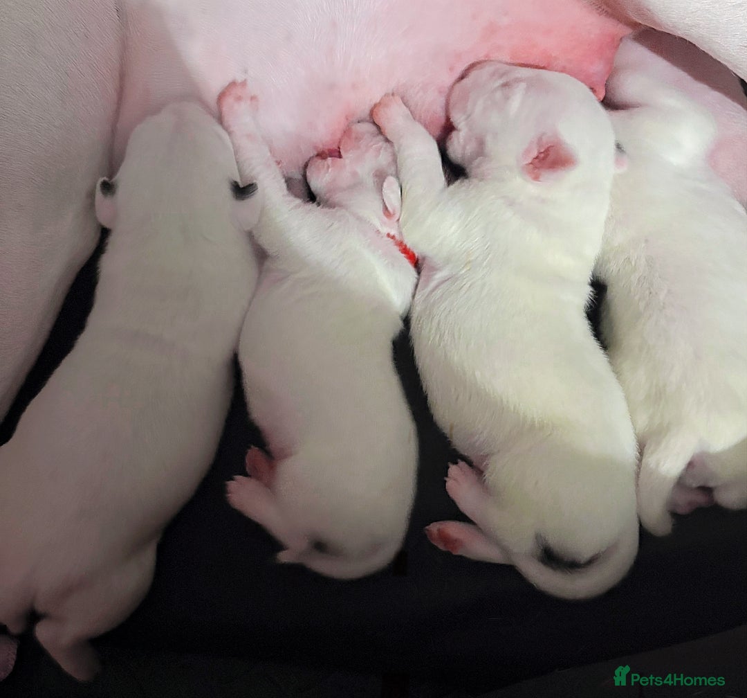 English Bull Terrier dogs for sale: Adorable English Bull Terrier Puppies - Image 20