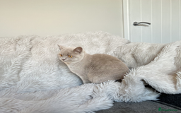 British Shorthair cats for sale: Fawn PKD Clear Active GCCF Reg Male - Advert 6