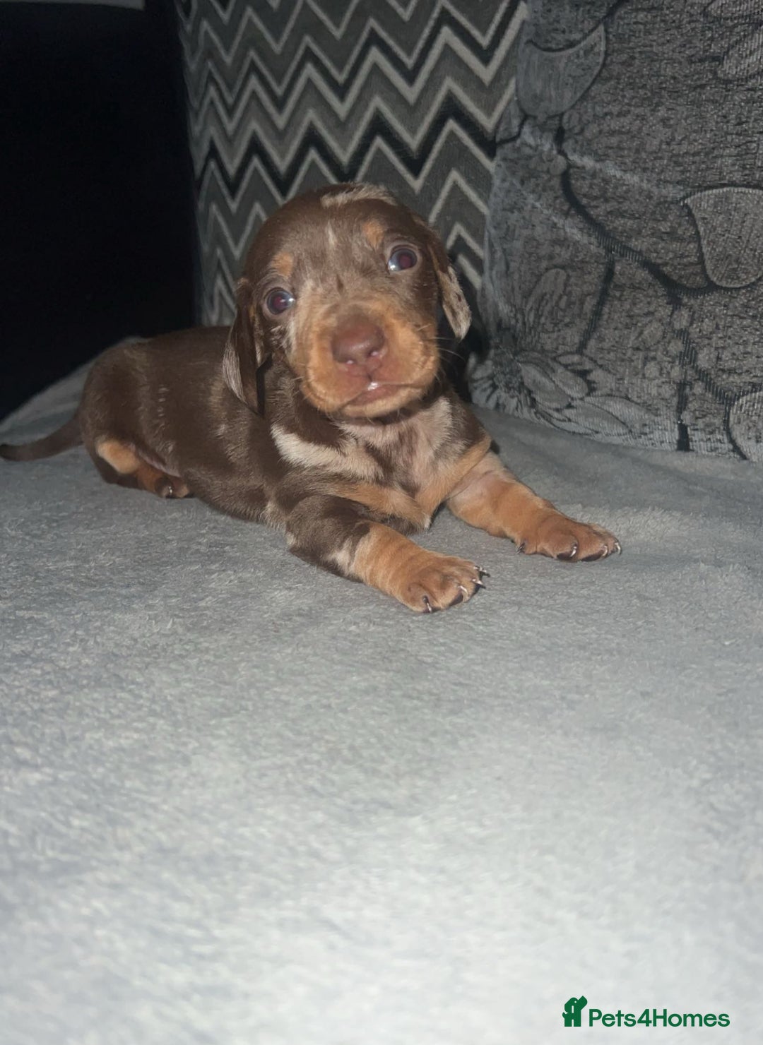Miniature Dachshund dogs for sale: Mini dauchunds puppies - Advert 21