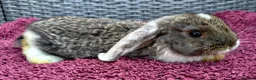 Mini Lop rabbits for sale: Cute French x Mini Lop Ready to Go!!! - Advert 15