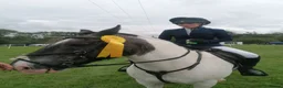 Welsh Section D horses for sale: Blue roan cob - Advert 3