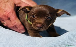 Lancashire Heeler dogs for sale: 6 Pedigree Lancashire Heeler Dogs for sale. - Image 18