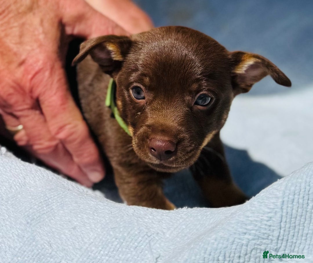 Lancashire Heeler dogs for sale: 6 Pedigree Lancashire Heeler Dogs for sale. - Image 18